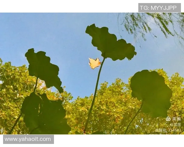 北京乒乓球队在钻石联赛中的辉煌历程与突破成就全景回顾